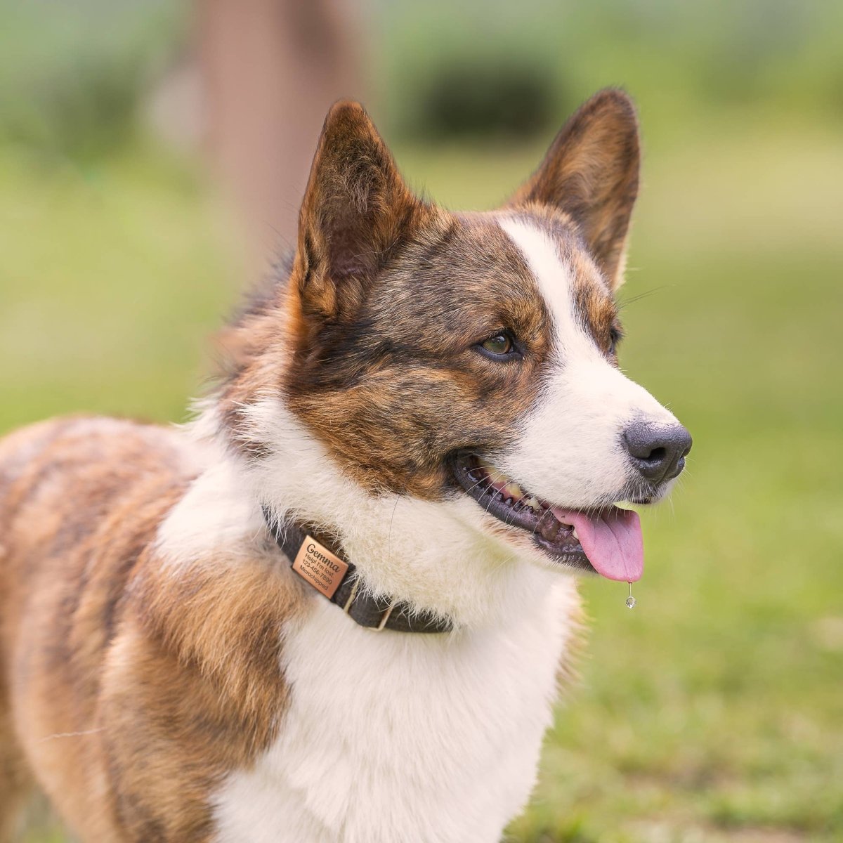 Custom Pet Tags for Dogs and Cats - Slide on Pet ID Tags