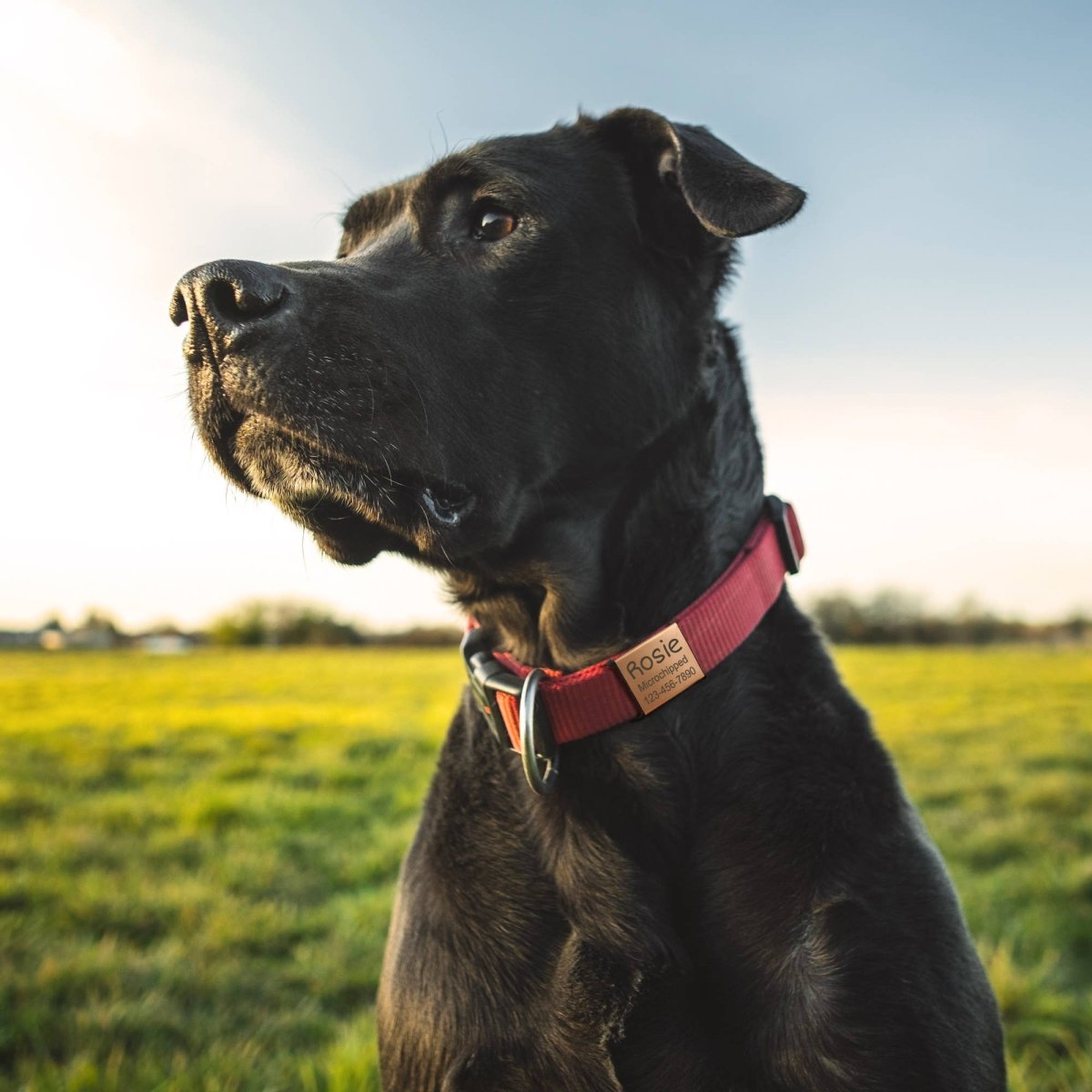 Custom Pet Tags for Dogs and Cats - Slide on Pet ID Tags