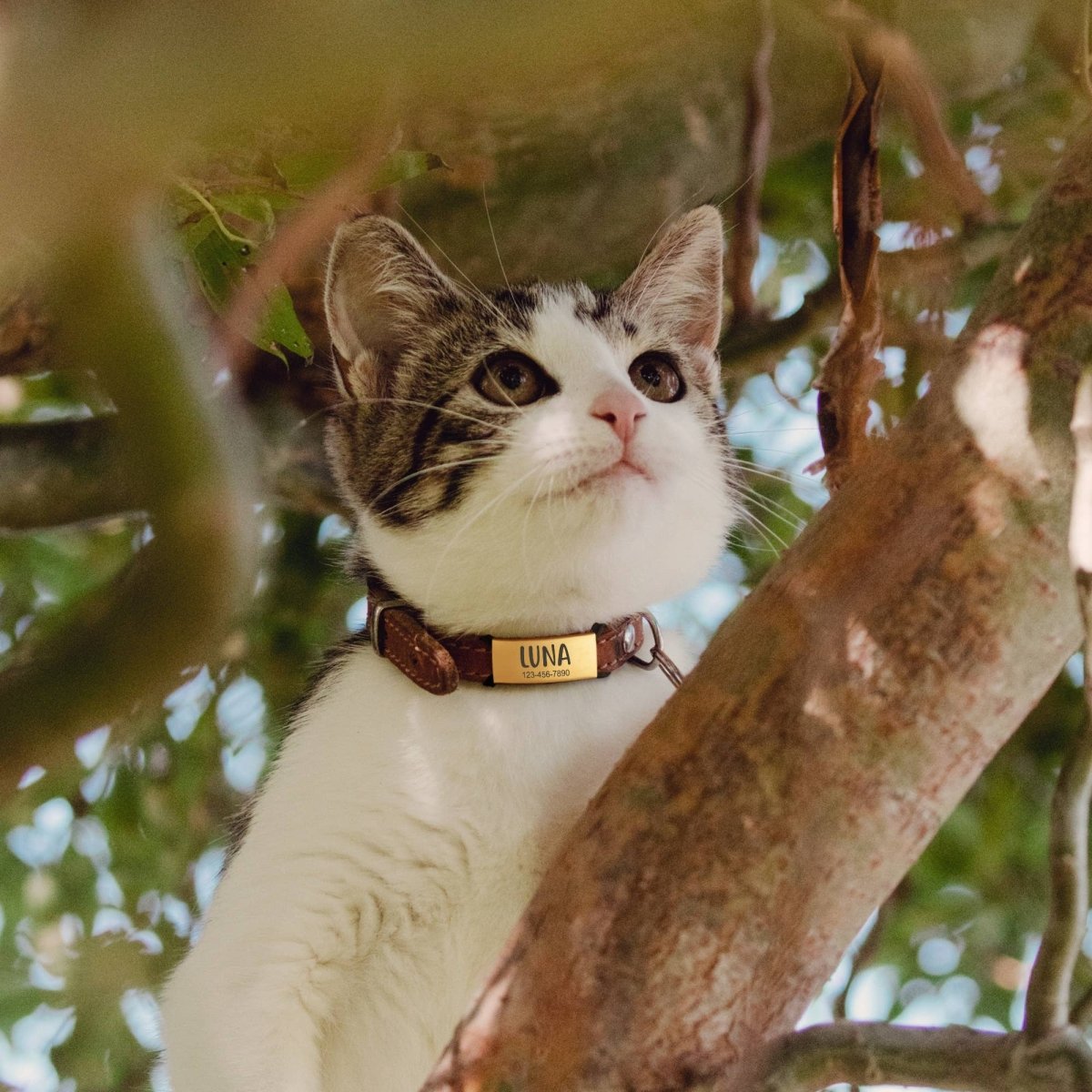 Custom Pet Tags for Dogs and Cats - Slide on Pet ID Tags
